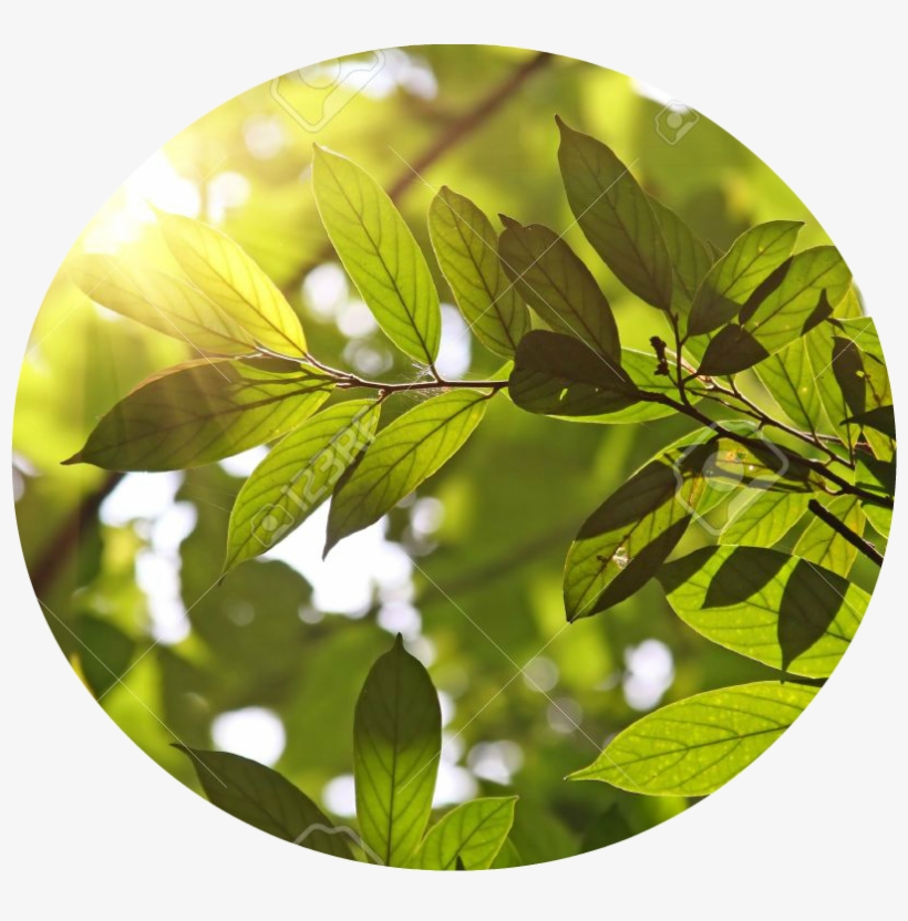 Morning Sunlight Summer Green Leaves Photo Editor - Stock Photography, transparent png download