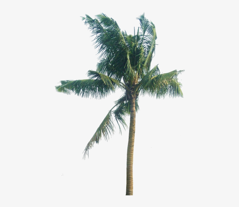 Coconut Tree Leaves Png Download - Cocos Nucifera Tree Section Png, transparent png download
