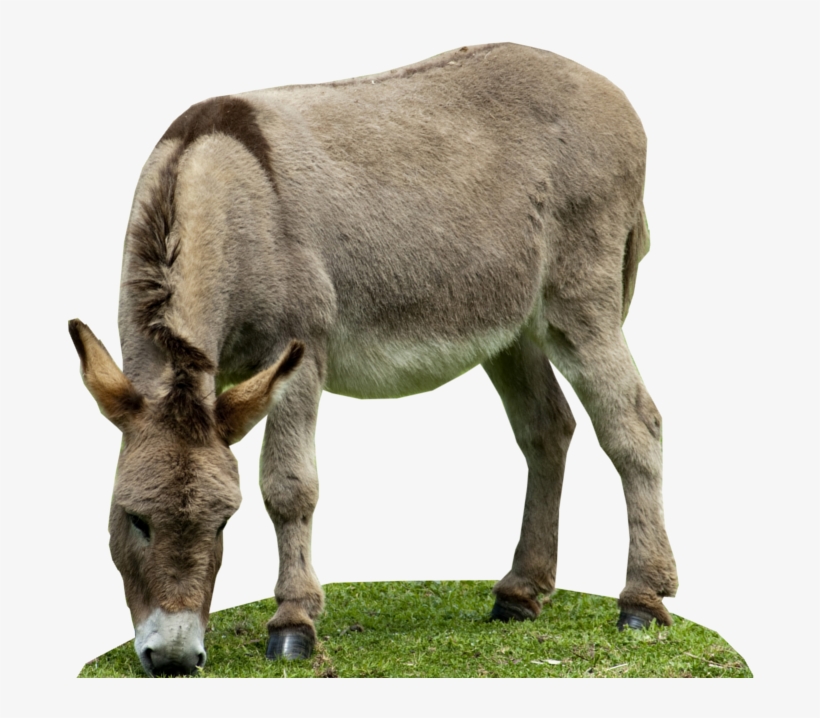 Es De Tipo Png Y Contiene Transparencia - Burro Con Fondo Transparente, transparent png download