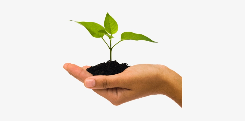 Fairy Garden Maintenance Tips Small Plant In Hand22 - Small Plant In Hand, transparent png download