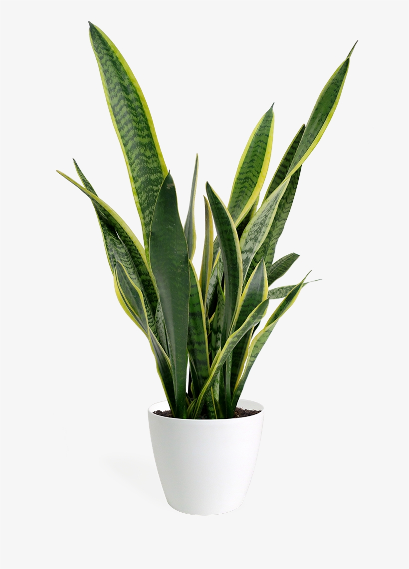 Sansevieria Laurentii Small - Sansevieria Png, transparent png download