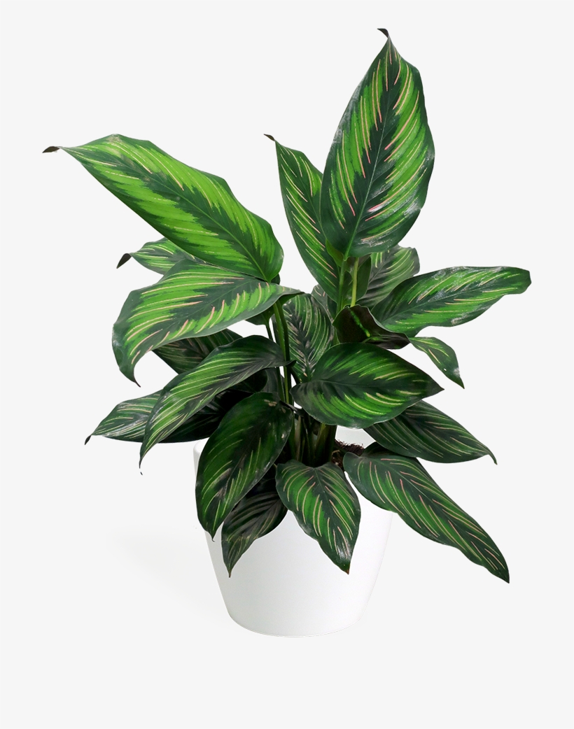 Calathea Beauty Star Small - Calatheas, transparent png download
