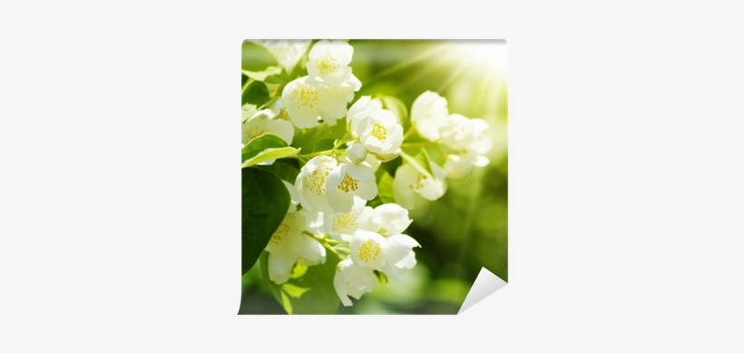 Lily Of The Valley, transparent png download