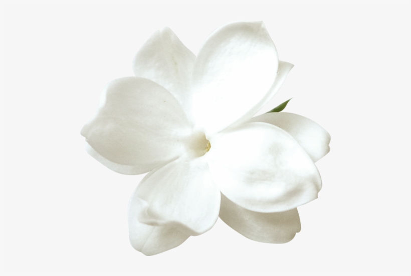 White Lilac - White Lilac Flower Png, transparent png download