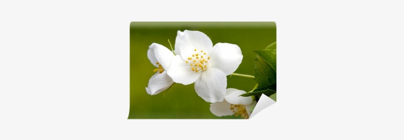 Jasmine Flower On Green Background Wall Mural • Pixers® - Photograph, transparent png download