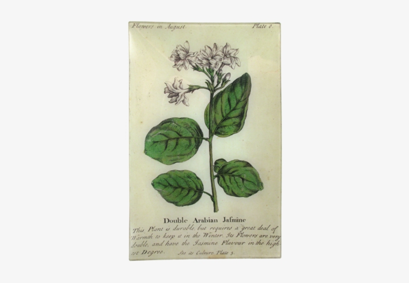 Arabian Jasmine - Arrowroot Family, transparent png download
