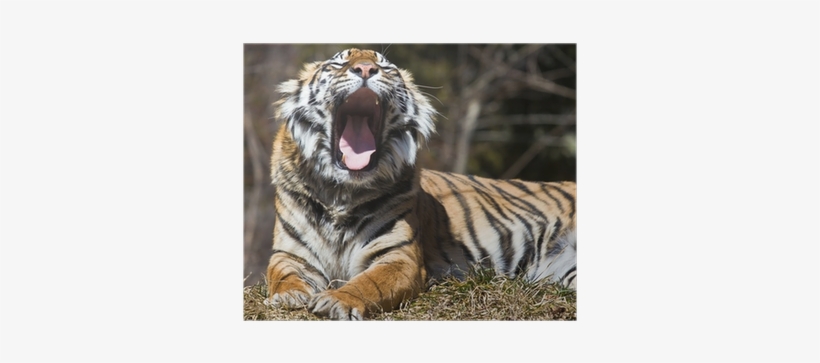 Tiger, transparent png download