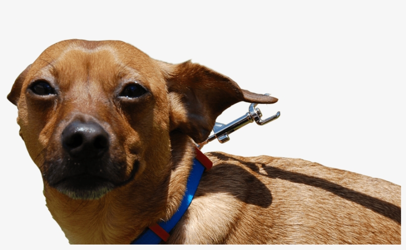 Write A Review - Companion Dog, transparent png download