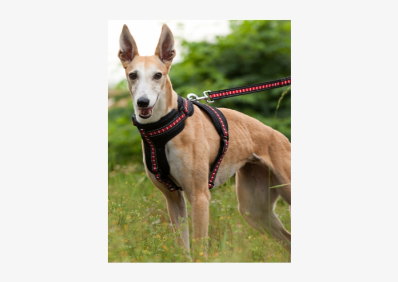 ezydog zero shock leash