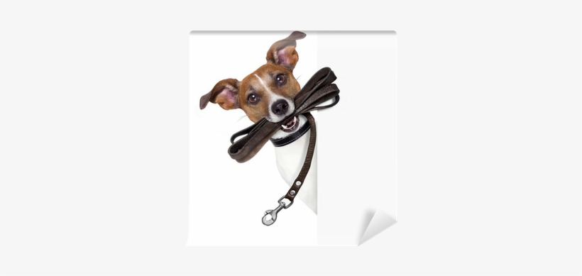 Dog Asking For A Walk, transparent png download