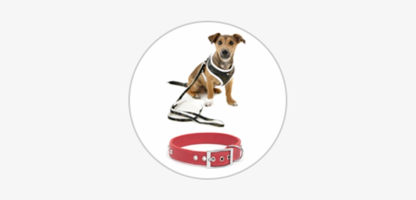 Dog Harness And Lead, transparent png download
