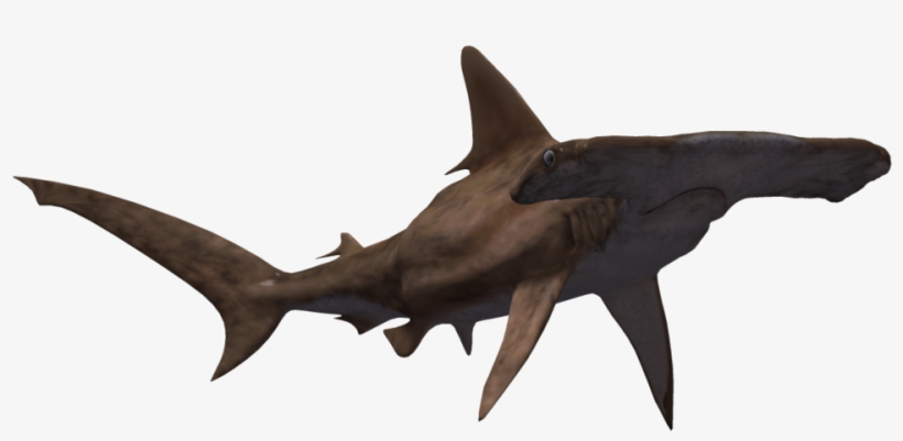 Hammerhead Shark 07 By Wolverine041269 On Deviantart - Hammerhead Shark White Background, transparent png download