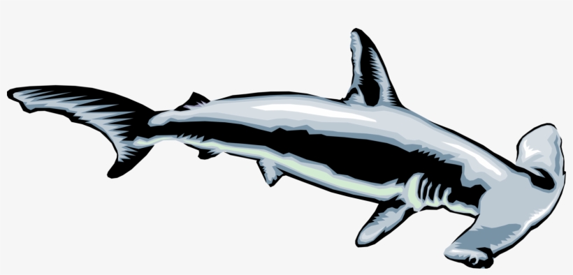 Vector Illustration Of Marine Predator Hammerhead Shark - Hammerhead Shark Clip Art, transparent png download