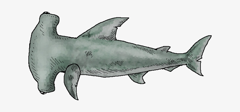 We Need To Go Deeper Shark, transparent png download