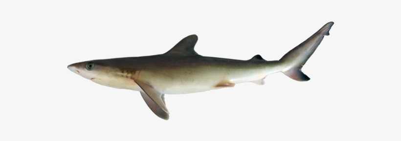 Tiger Shark, transparent png download