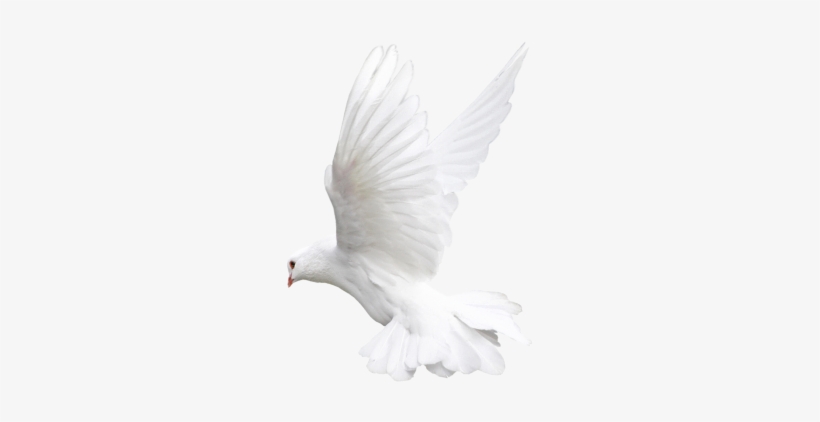 Flying Dove Png - Goodnight Sweet Dream 3d, transparent png download