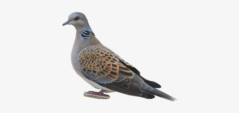 European Turtle-dove - Stock Dove, transparent png download