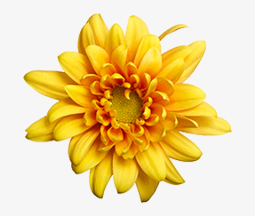 Butterscotch Daisy Paloma Butterscotch Daisy Paloma - Chrysanthemum, transparent png download