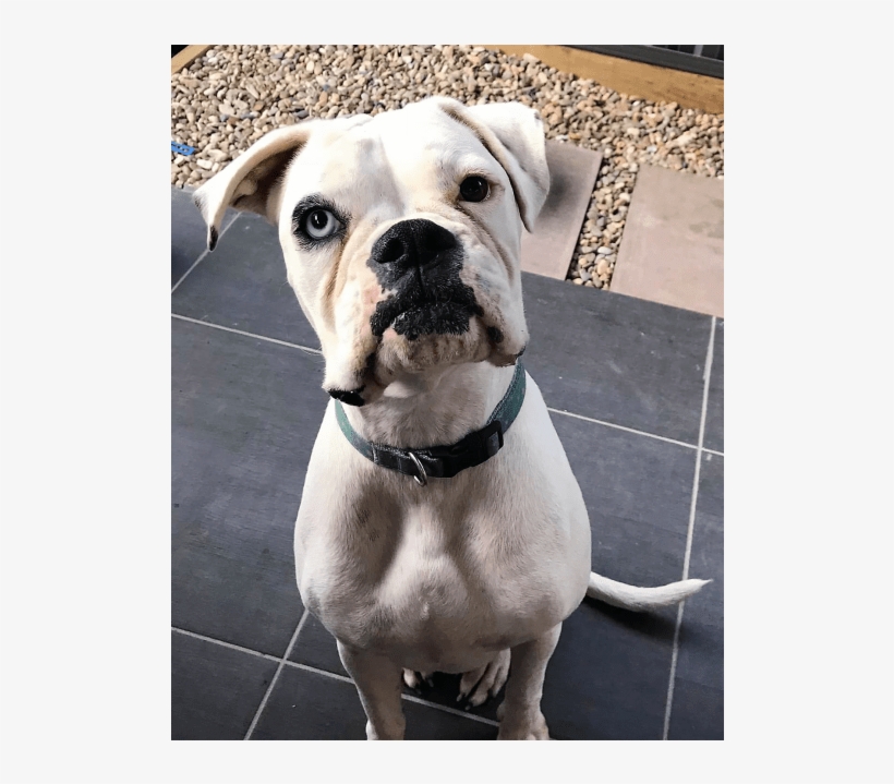 Boxer, transparent png download