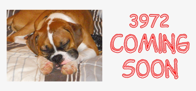 Of Getting The Dog That You Are Interested In, That - Australian Bulldog, transparent png download