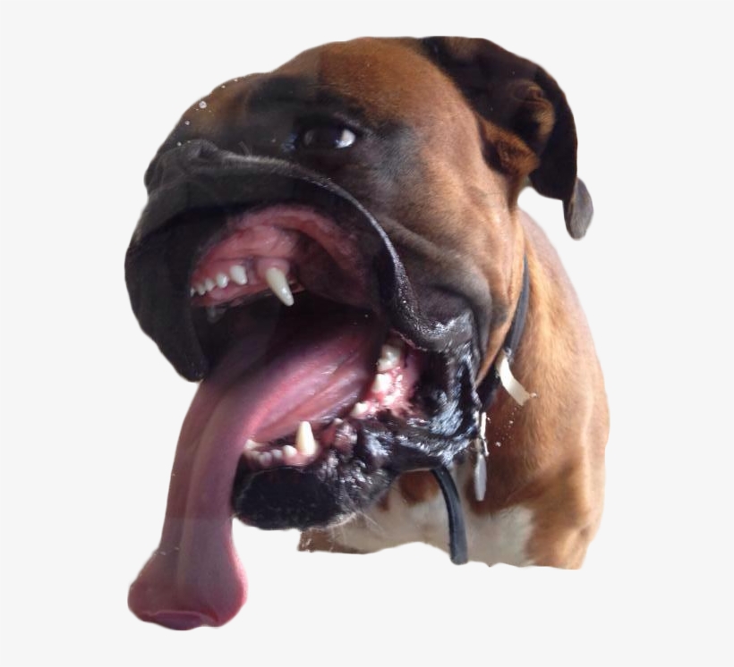 Boxer Cutout - Ugly Boxers Dogs, transparent png download