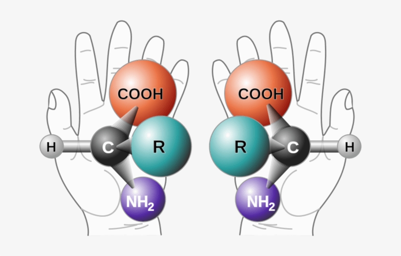 Just A Bunch Of Lefties - Amino Acid Chirality, transparent png download