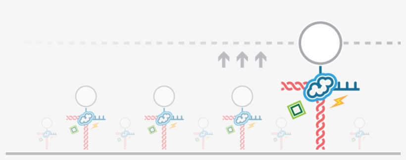 Afs Dna Transcription Small Molecules - Dna, transparent png download