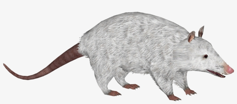 Virginia Opossum 4 - Wiki, transparent png download