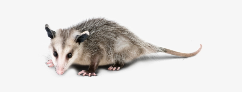 Animal Restoration Opossum In Knoxville, Tn - Do You Get Rid Of Possums, transparent png download