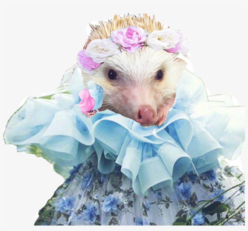 Meet Our Hedgehog Constantine All Dressed Up @newvikst - Common Opossum, transparent png download