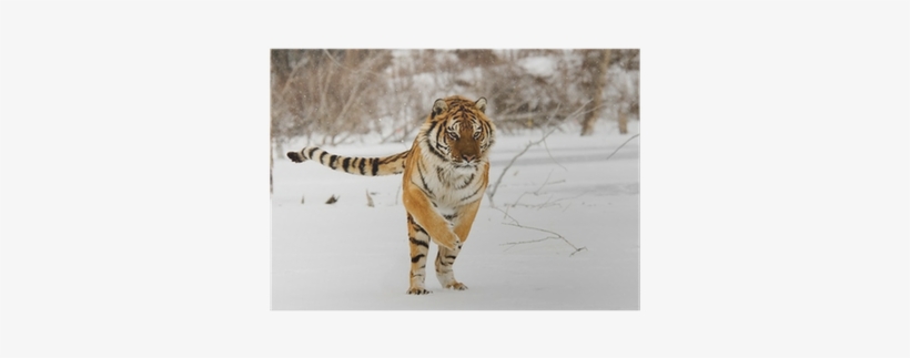 Tigre Saltando, transparent png download