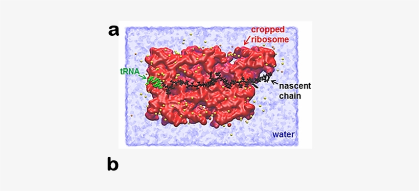 A Molecular Tug Of War Takes Place That Affects The - Protein, transparent png download