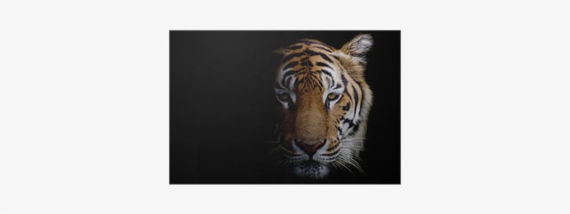 Tiger Face Black Background, transparent png download