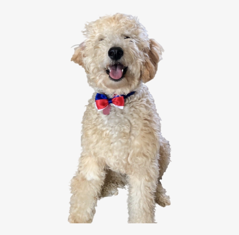 Animaldog Wearing Red White And Blue Bow - Companion Dog, transparent png download
