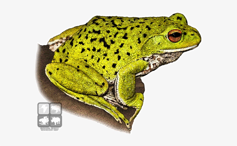Png Royalty Free Library Bullfrog Drawing Pen - Forest Green Tree Frog Mug, transparent png download