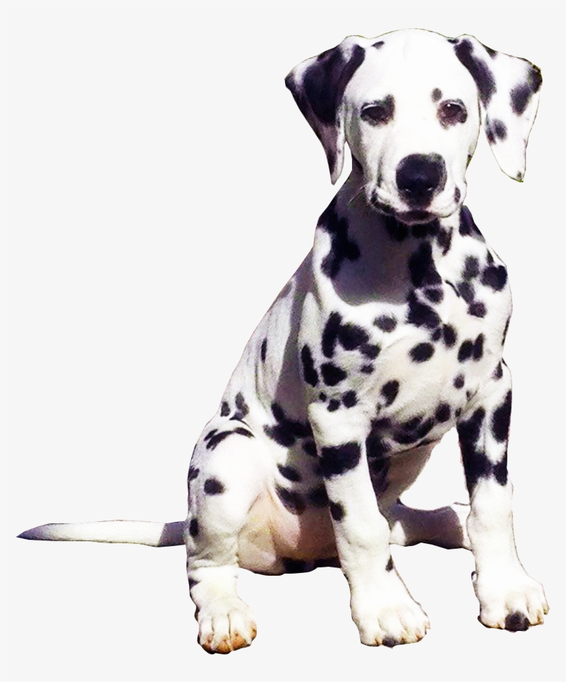 Donate Today - Dalmatian Png, transparent png download
