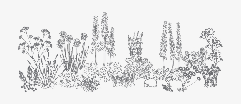 Flowers - Grey Flowers Png, transparent png download