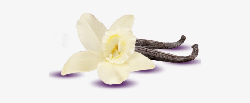Post Navigation - Single Vanilla Flower Transparent, transparent png download