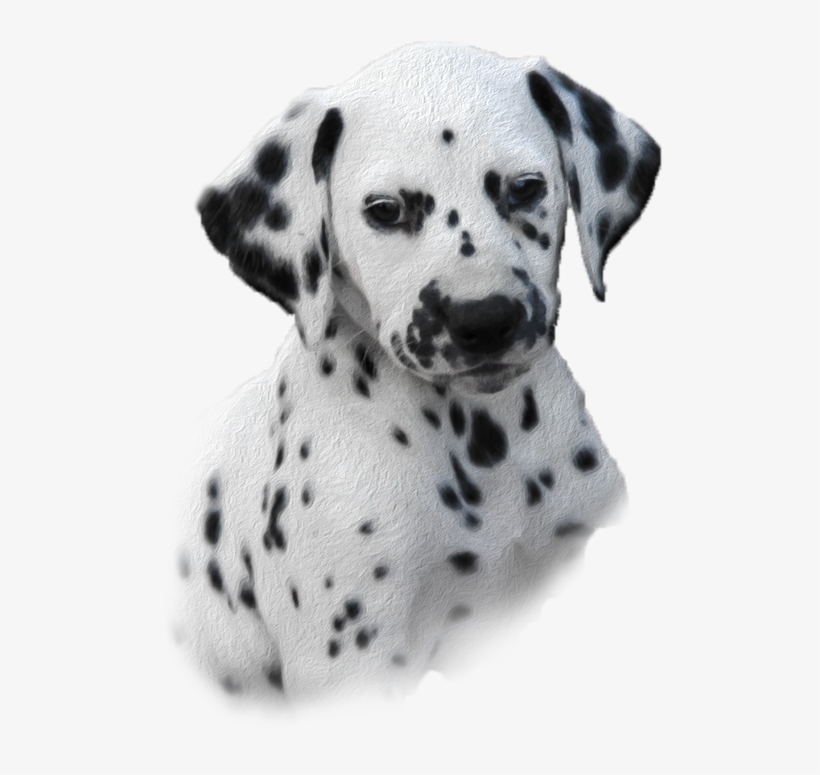 Welcome To Visit Our Website - Dalmatian Puppy Png, transparent png download