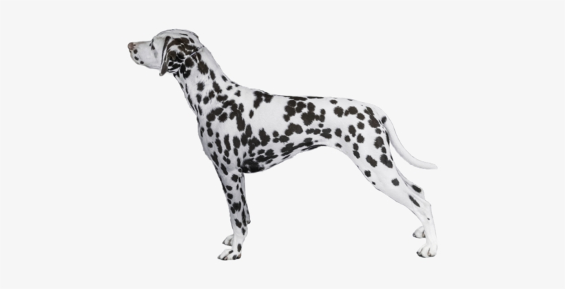 Dalmatian Breed Course - Dalmatian Dog, transparent png download