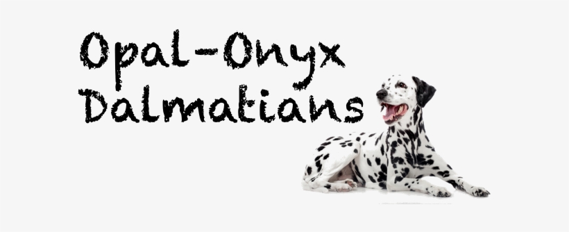 Dalmatian Firehouse Dog Png, transparent png download