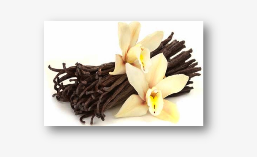 Vanilla And Synthetic Biology - Vanilla Flower, transparent png download
