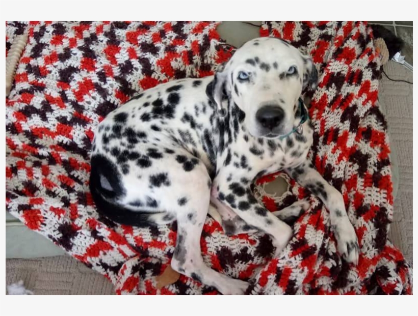 Dalmatian, transparent png download