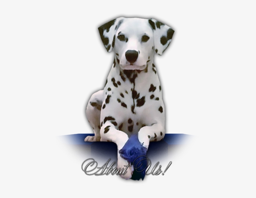 Welcome To The Home Of Estate Dalmatians - Dalmatian, transparent png download