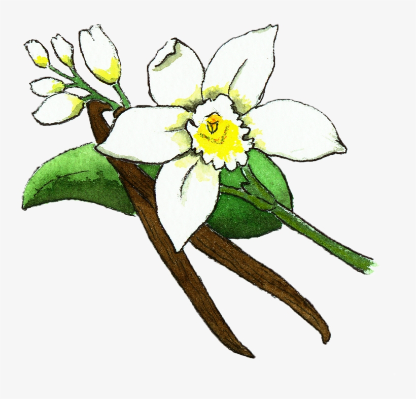 Vanilla Bean Flower Illustration, transparent png download