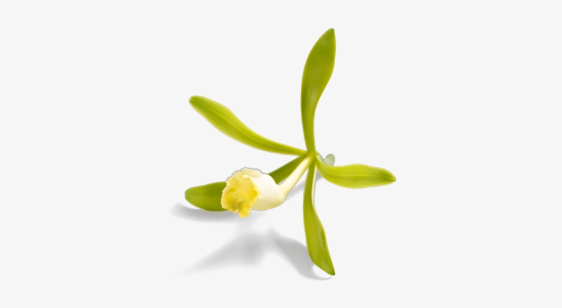 The Vanilla Bean Is Known For It's Rich, Earth Sweet - Vanilla Flower, transparent png download
