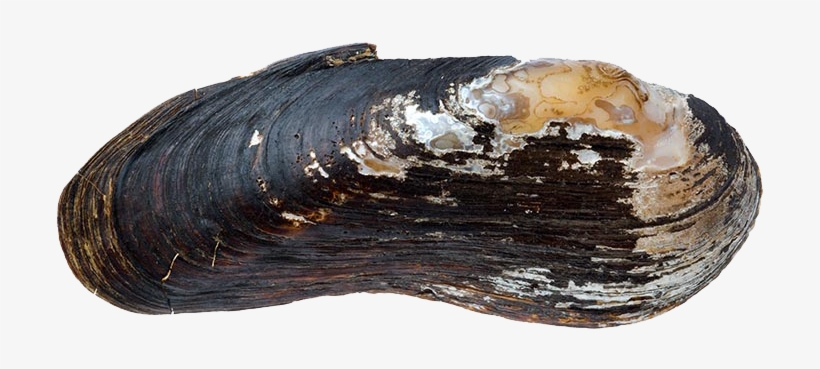 Spectaclecase - Freshwater Mussels Transparent, transparent png download