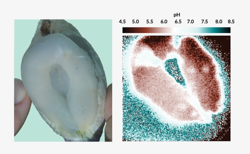 An Image Showing The Ph Of A Giant Clam's Boring Organ - Indicating Acidity, transparent png download