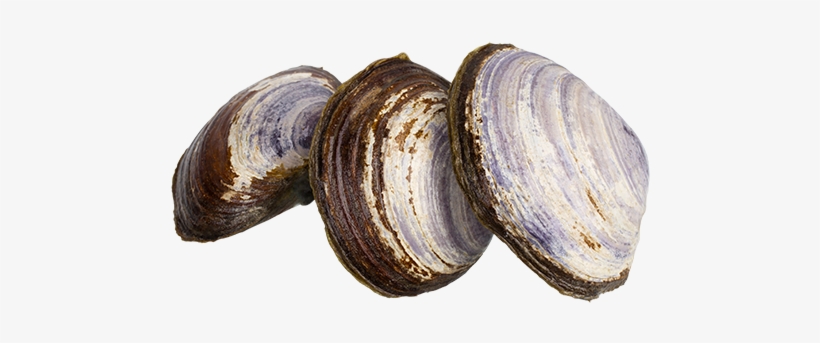 Want A Sweet Flavour, Why Not Try Savoury Clams From - Baltic Clam, transparent png download