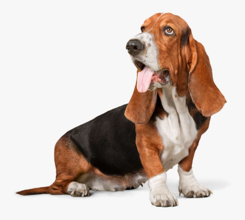 Image Is Not Available - Dog Walking Transparent Background, transparent png download